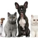 A New York Law Gives Dogs and Cats a Second Chance After Research Lab Testing