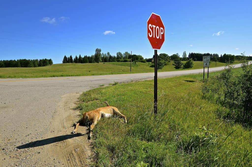 A deer lying at a highway is a result of roadkill.