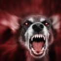 Father Admits to Owning Dog that Killed Son, Faces Jail Time