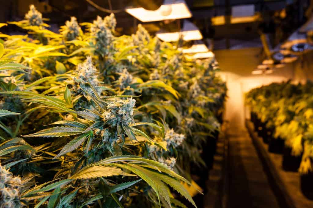 Indoor Marijuana bud under lights. This image shows the warm lights needed to cultivate marijuana.