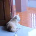Alaska Divorce Courts to Consider Pet Well-Being in Divorce