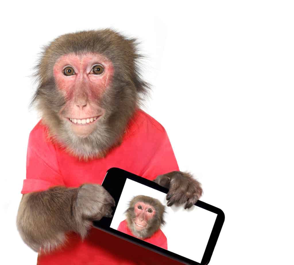 Funny monkey taking a selfie and smiling at camera