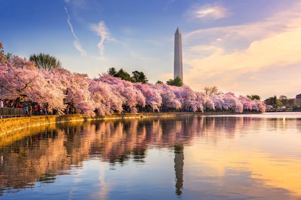 Washington DC, USA at the tidal basin with Washington Monument in spring season.