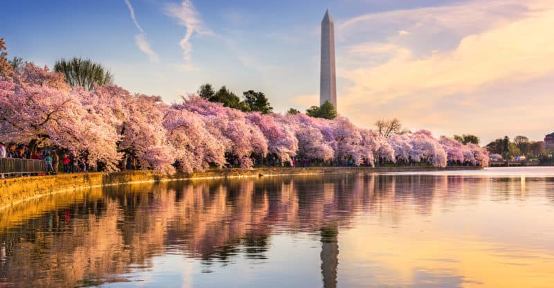 Asian mist and washington dc