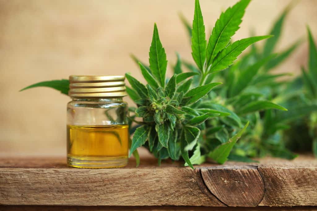 medicine cannabis oil and hemp extract marijuana