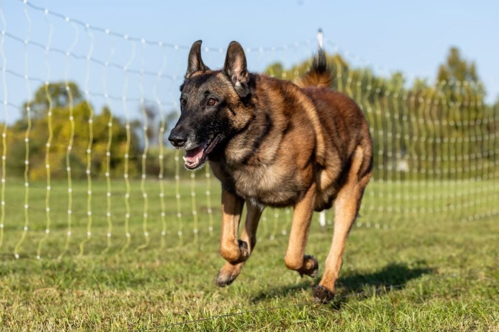 photo of Belgian Malinois