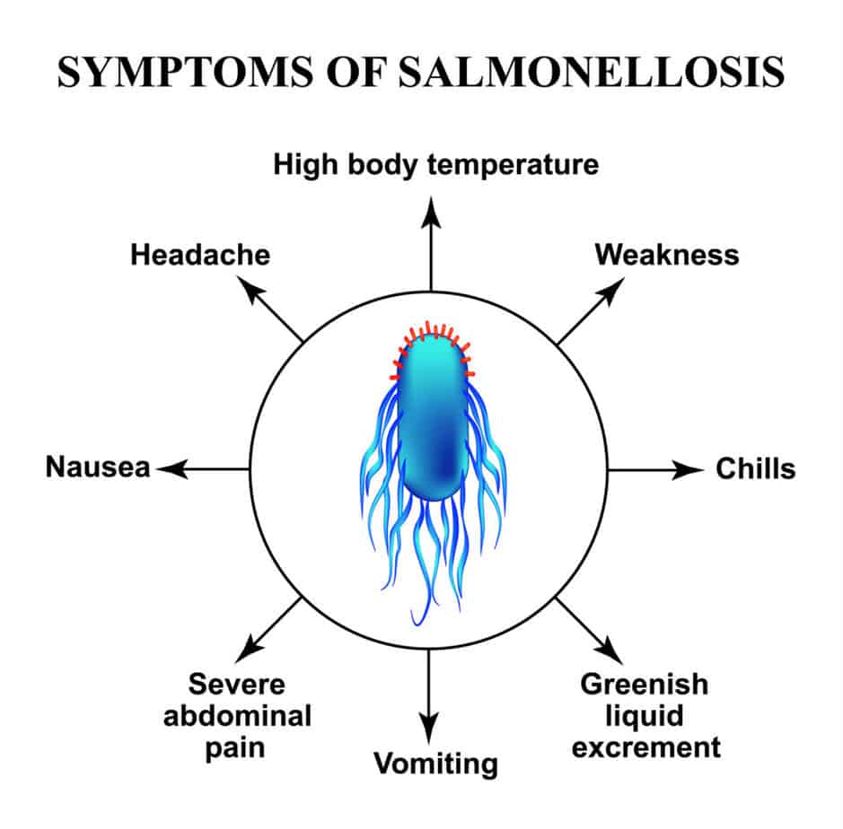 Symptoms of salmonellosis. The structure of salmonella. Infographics. Vector illustration on isolated background