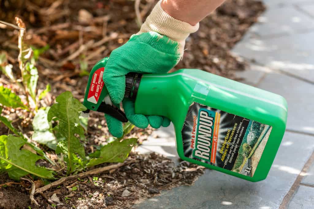 Gardener using Roundup herbicide