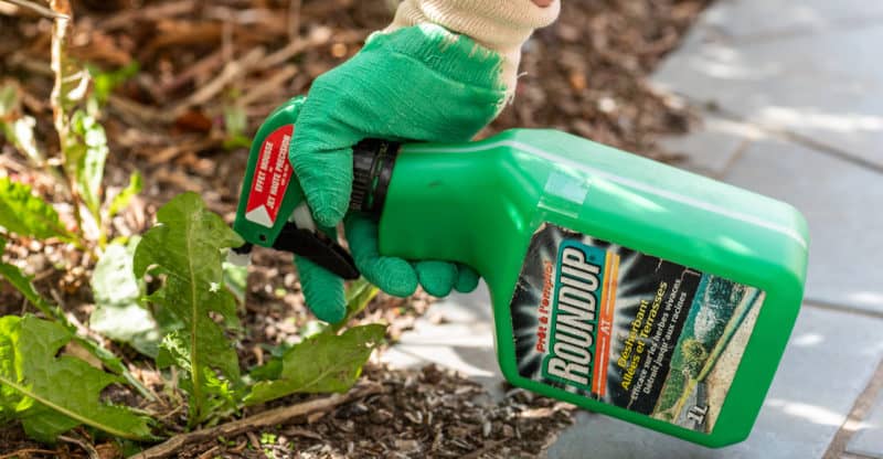 Roundup Linked to Human Liver Damage, Study Finds