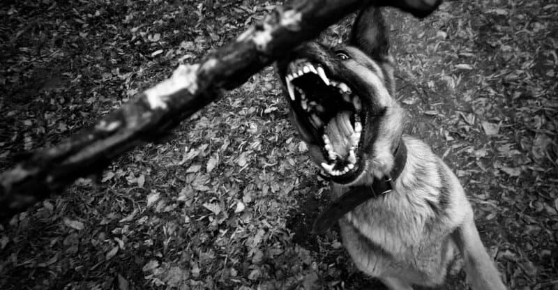 Dog Bite Lawsuit: What Dog Bite Injury Attorney Can Do