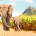 Is Poaching Illegal? Everything You Need to Know